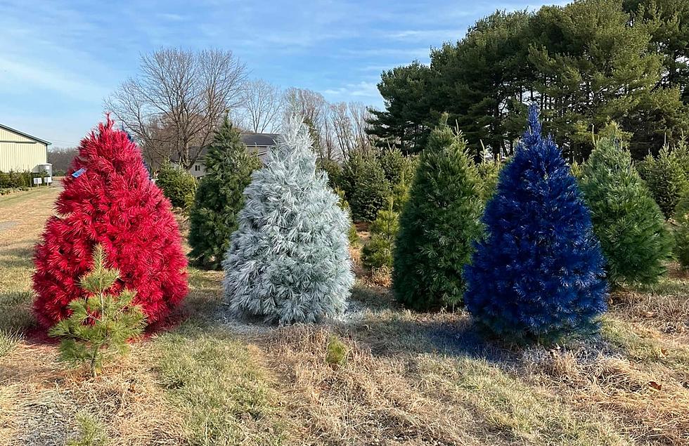 This Is Why Some Michigan Tree Farms Are Painting Christmas Trees