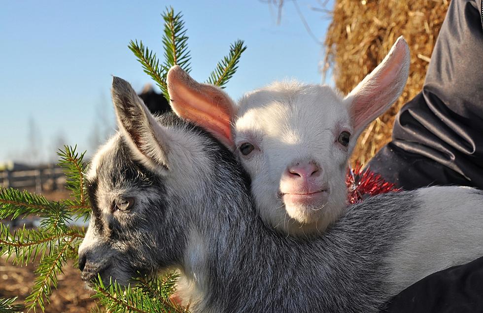 Don&#8217;t Throw Away Your Christmas Tree, Give It To A Goat