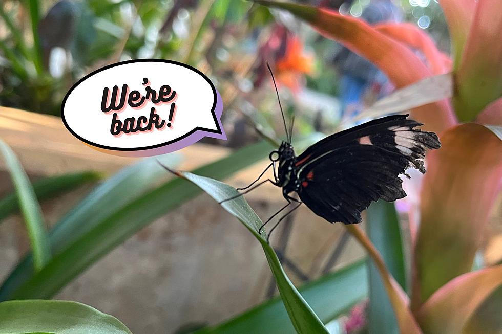 Here’s When The Butterflies Will Return to The Frederik Meijer Gardens in 2024