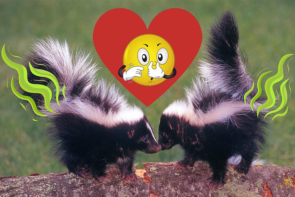 It’s Skunk Mating Season In Michigan, Here’s The Best Ways To Keep Them Away