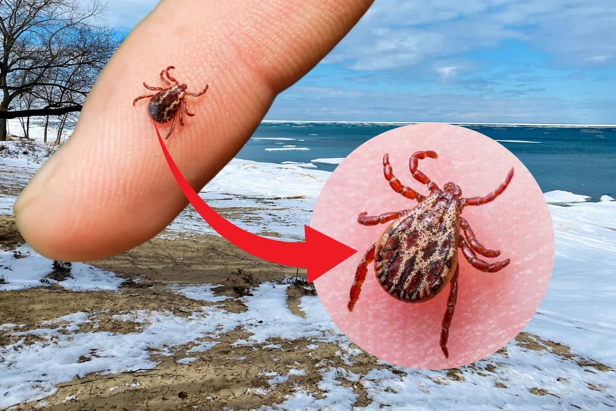 Loading With Tick Michigan's Warm Winter Means Tick Season Is Going To Bite