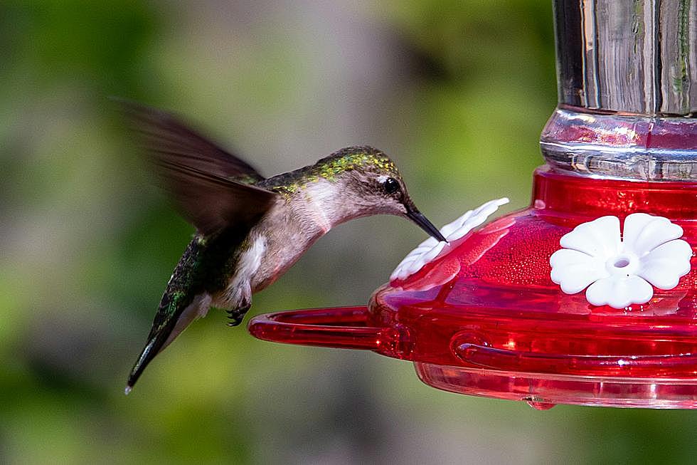 When Should You Put Your Hummingbird Feeder Out for the Season in Michigan