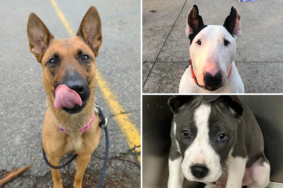These Adorable Kent County Dogs Need Help Finding Their Furever Homes