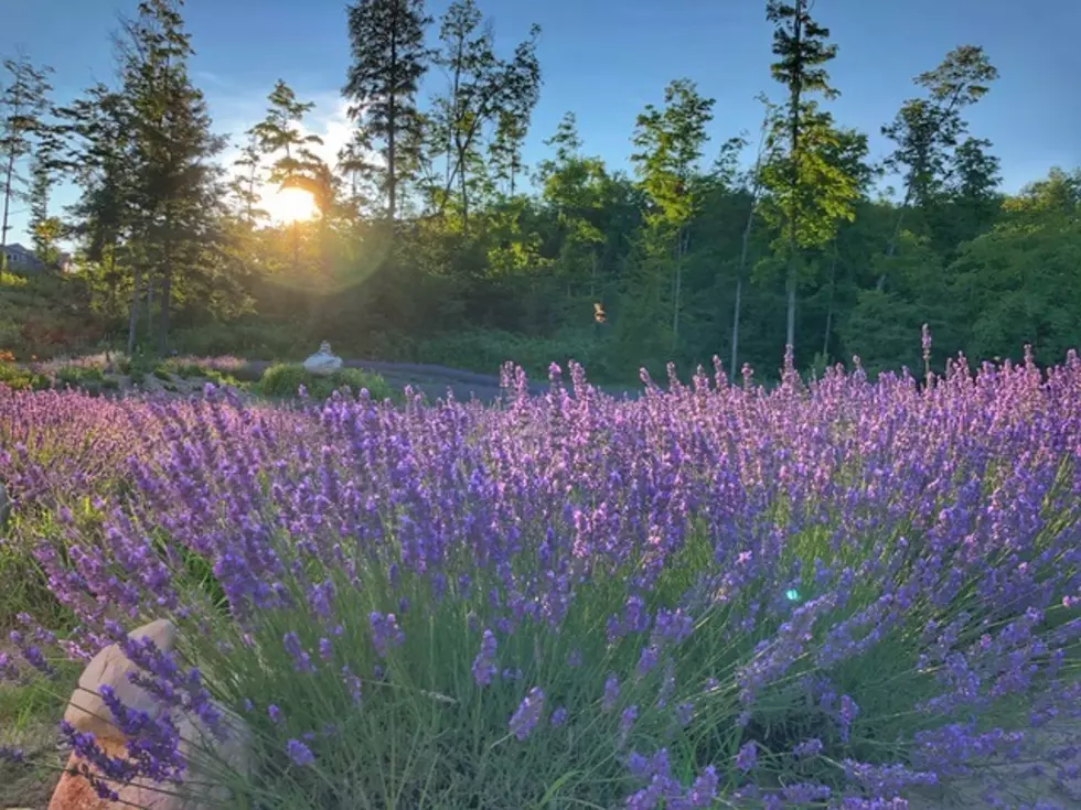 Credit: Bohemian Lavender Farm, LLC via Facebook