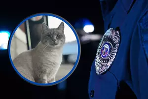 Meet the Kentwood Officer with 9 Lives: Donut the Cat
