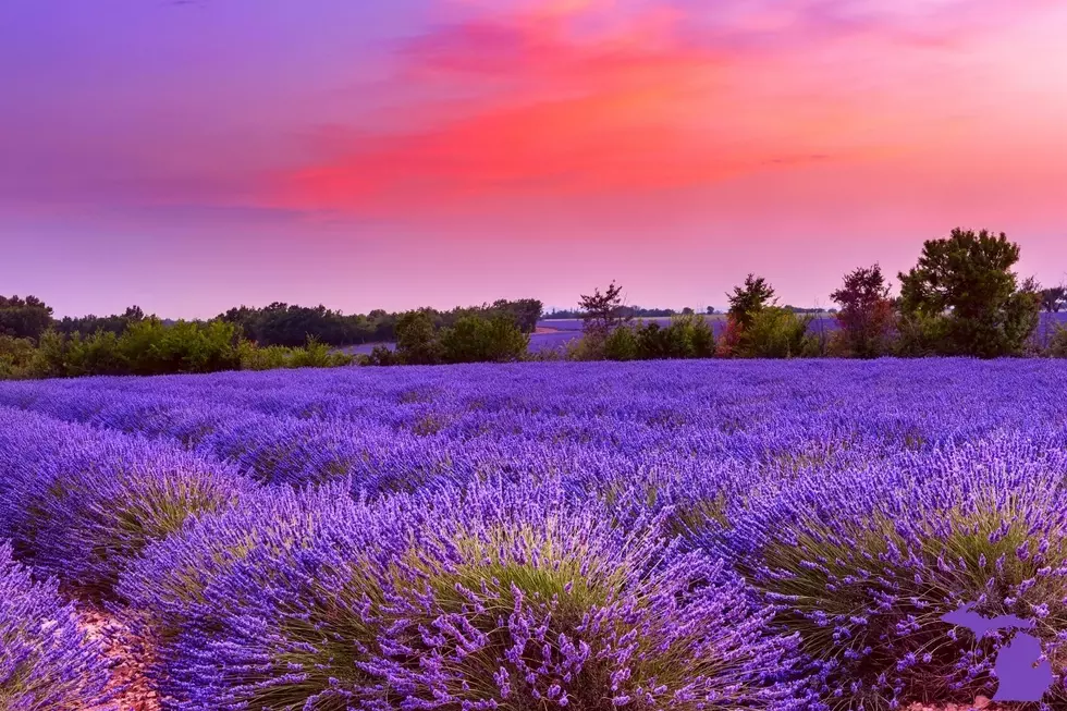 3 Reasons You Need To Check Out These Great Lavender Fields Across Michigan