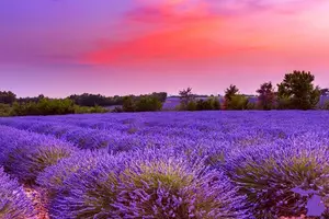 3 Reasons You Need To Check Out These Great Lavender Fields Across Michigan