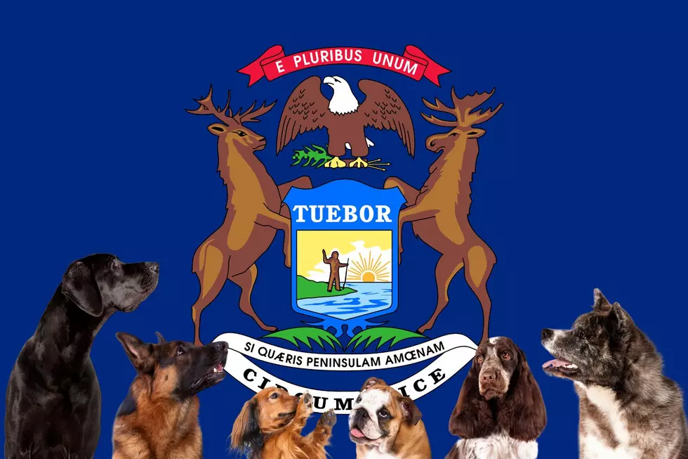What Is The State Dog For Michigan?
