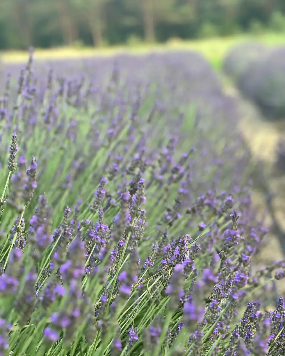 Shades of Lavender Farm via Facebook