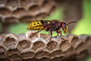 The Best Ways To Deal With Unwanted Bees And Wasps In Michigan