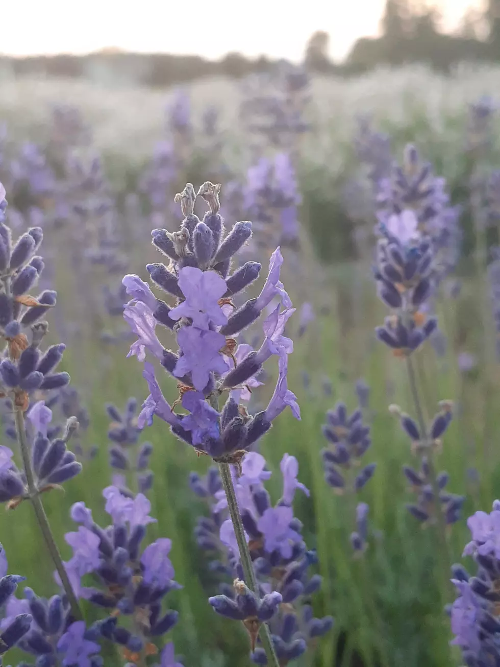 Credit: Wendi's Sunset Lavender, LLC via Facebook