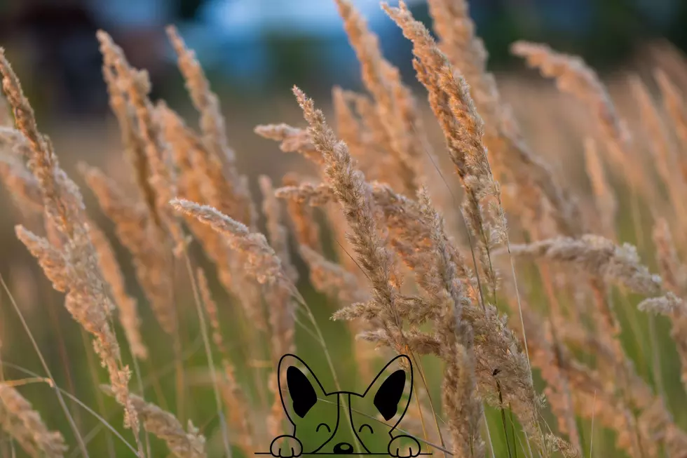 Credit: Canva