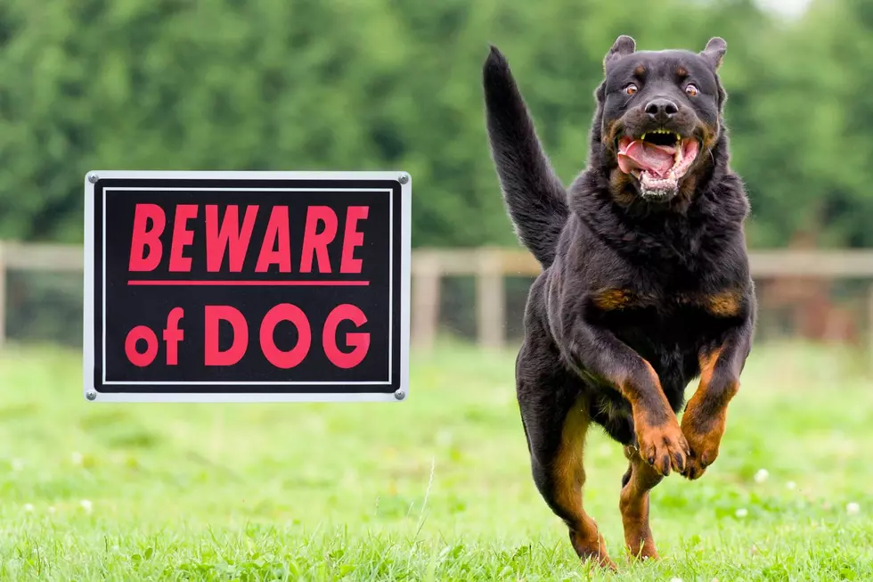 Will You Get Into Trouble If Your Dog Bites Someone in Michigan?