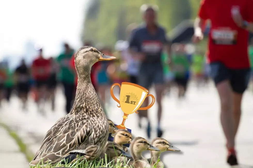 Mama Duck and Her Babies Steal The Race at This Year’s River Bank Run