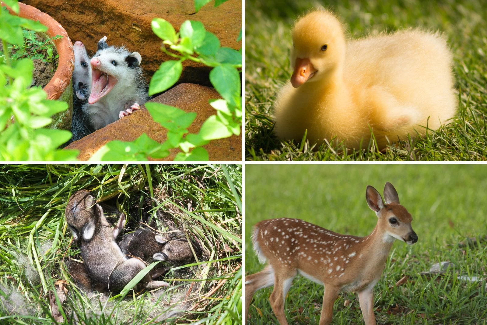 What To Do If You Find An ‘Abandoned’ Baby Animal in Michigan