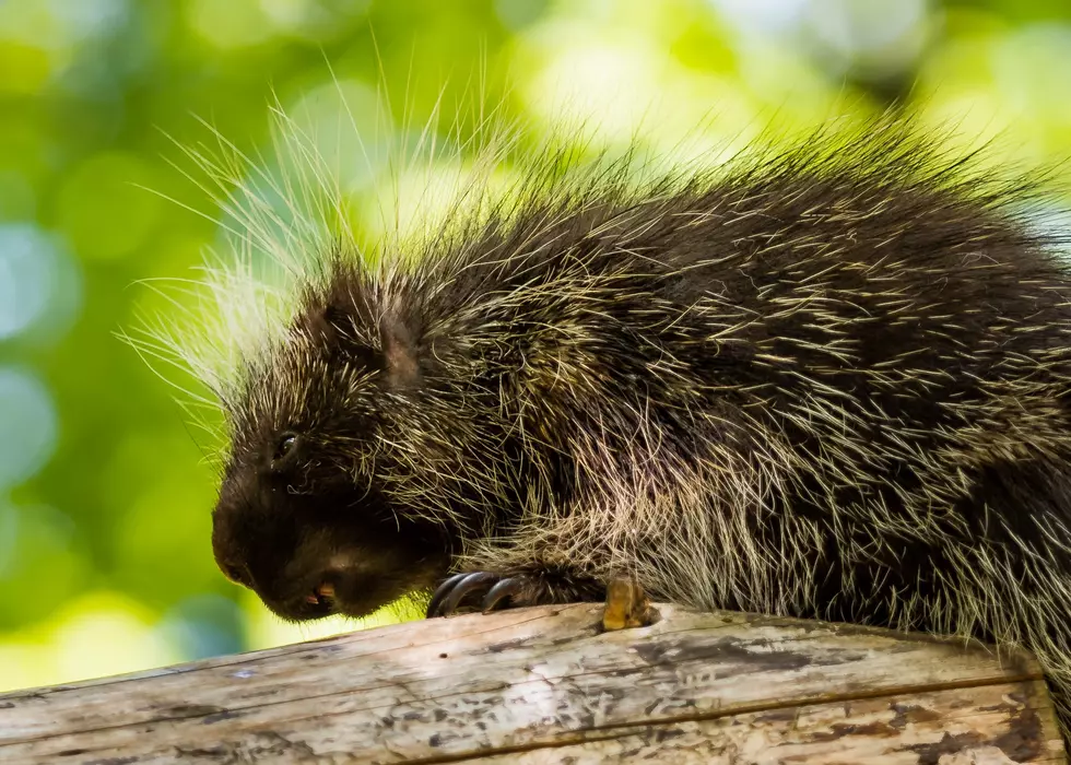 Beloved Porcupine Barbara Mourned After Passing At John Ball Zoo