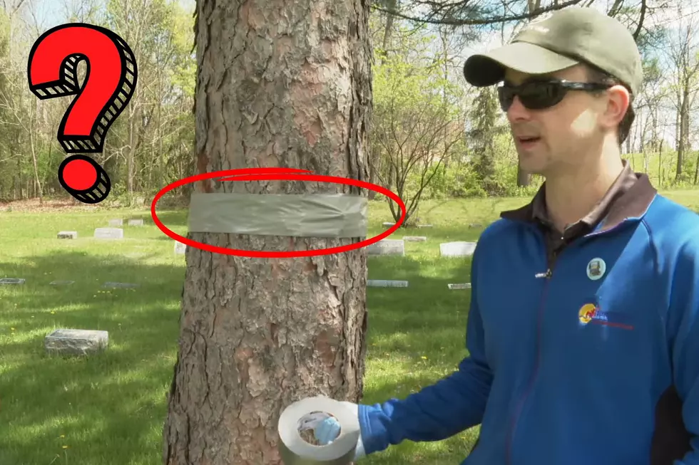 Here’s Why Some Trees In Grand Rapids Have Duct Tape Around Them
