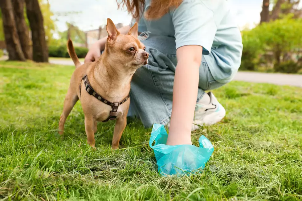 Can People In Michigan Toss Dog Poop Into Your Garbage Can?