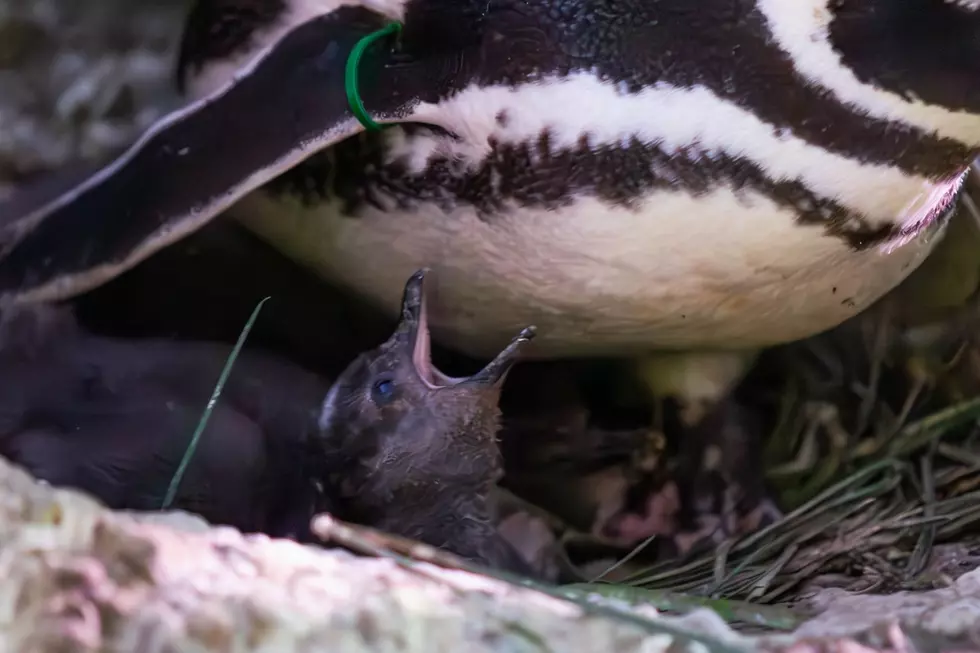 Get Ready To Meet The Adorable Penguin Chicks At John Ball Zoo
