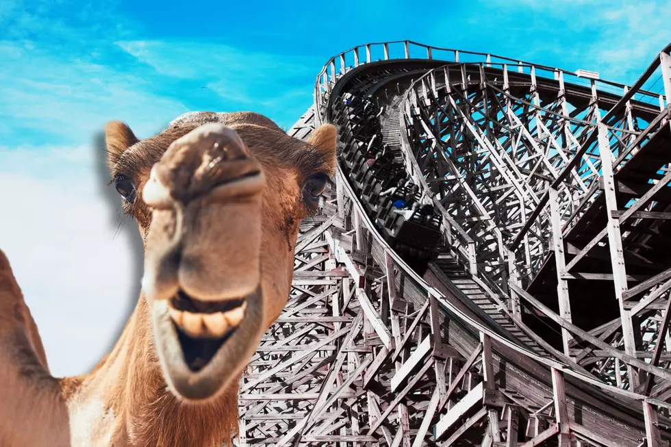 Pair of Camels Escape And Cause Adorable Chaos at Cedar Point