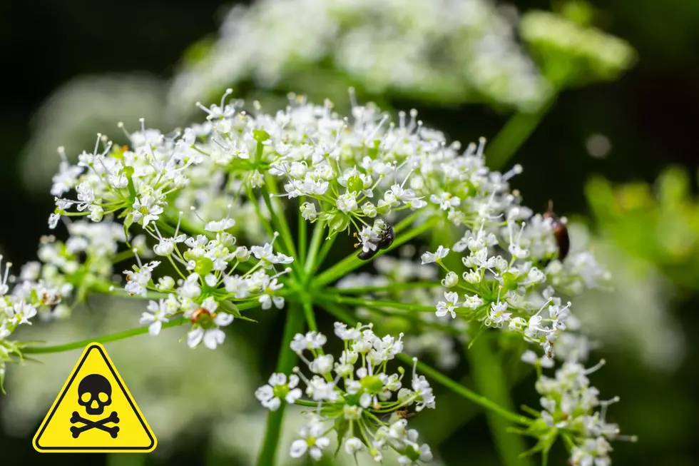Be Aware Of This Highly Poisonous Plant Found In Michigan