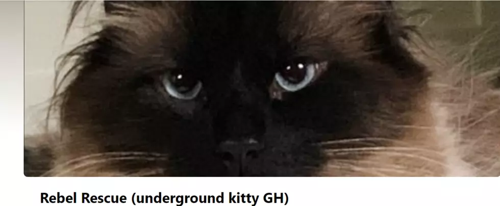 Credit: Rebel Rescue (underground kitty GH) via Facebook