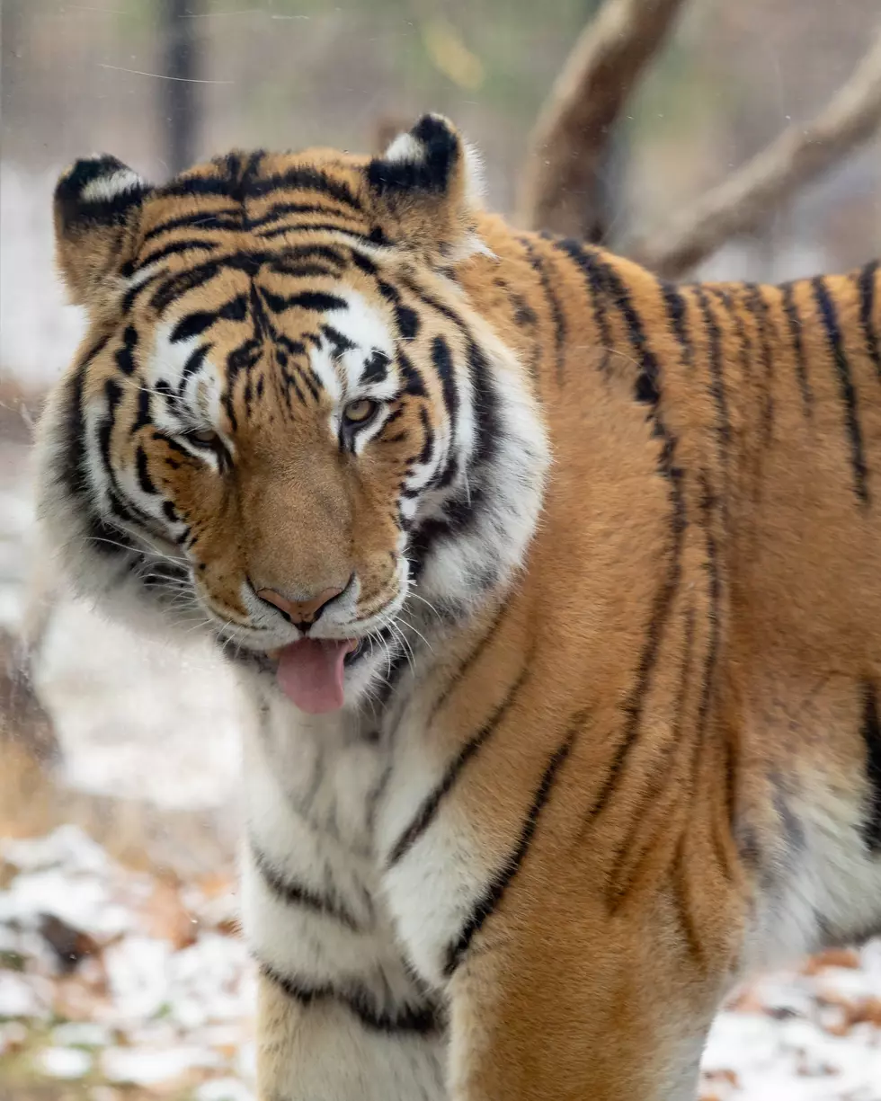 Courtesy of the John Ball Zoo