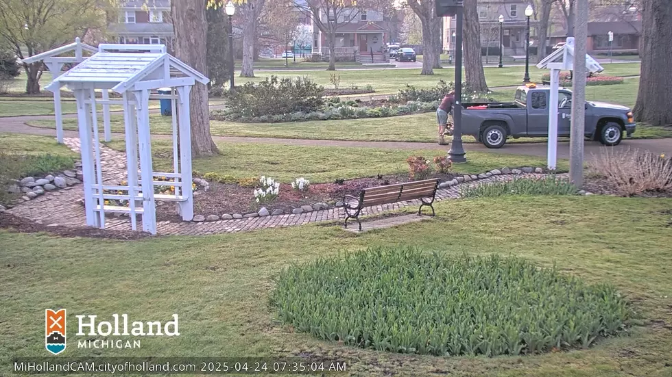 tulip time, tulips, will the tulips be ready, tulip time tracker, tulip cam