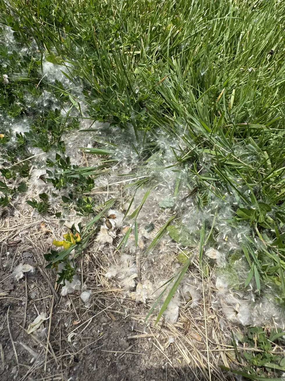 cottonwood, seeds, white fluffy seeds, grand rapids, michigan