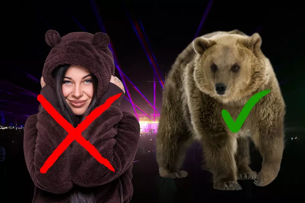 Bear, Electric Forest, Rave, Rothbury, bear sighting