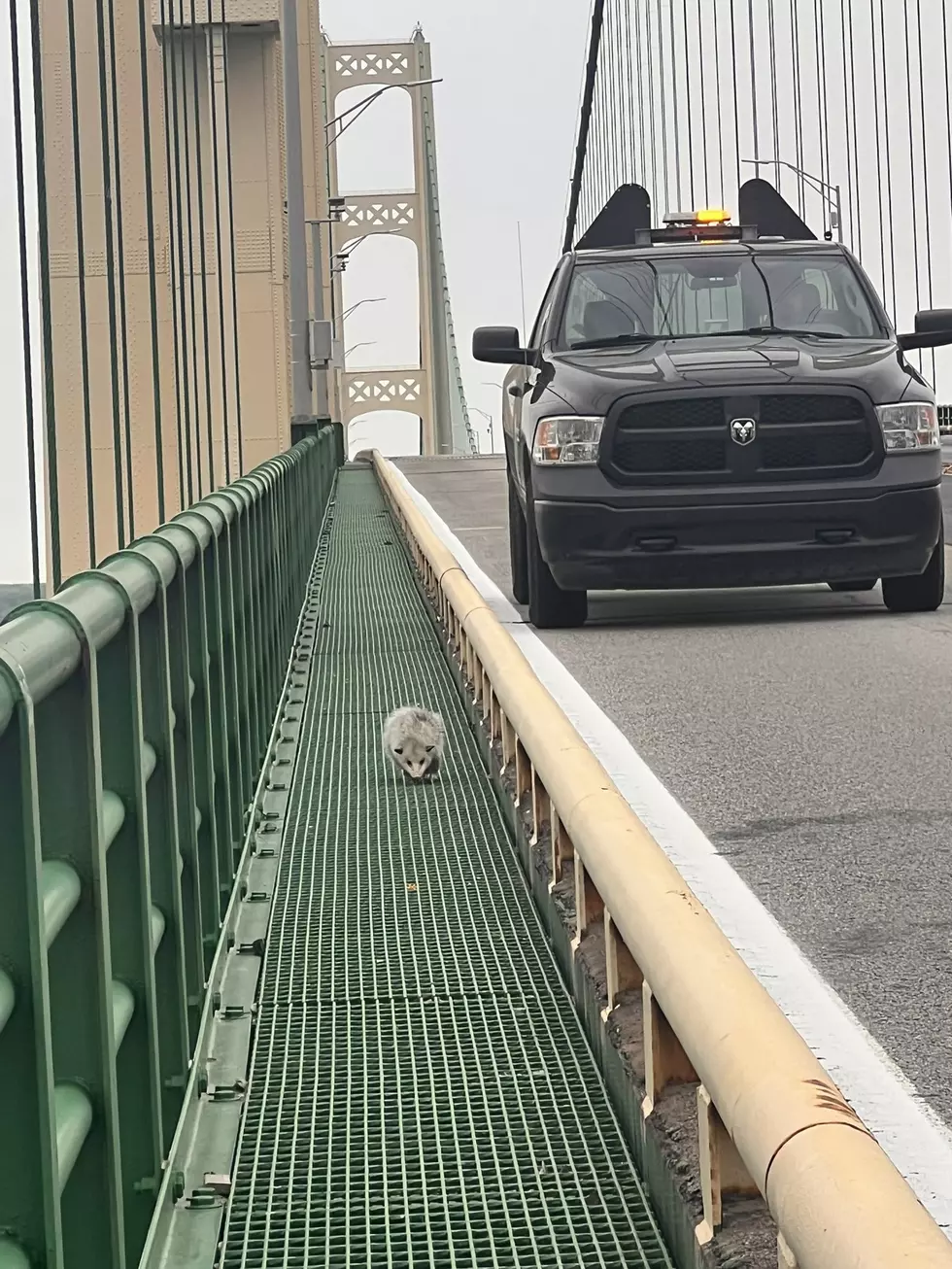 Possum, Bridge, Mackinac, Opossum,