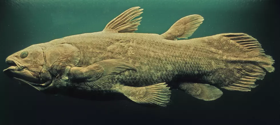 West Indian Ocean coelacanth Latimeria chalumnae