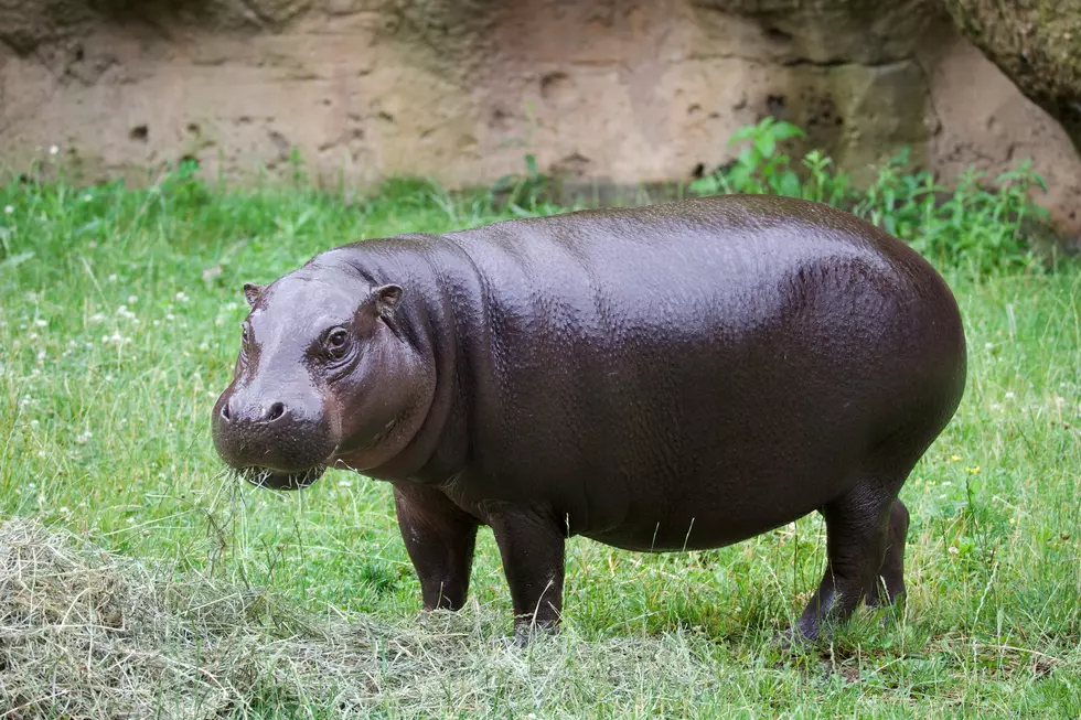 Hippo, Pygmy Hippo, John Ball Zoo, Baby