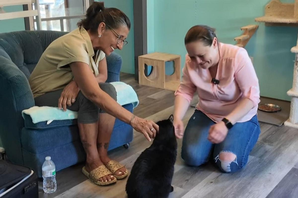 From Germany To Michigan, A Cat Finds Her Way Home Again