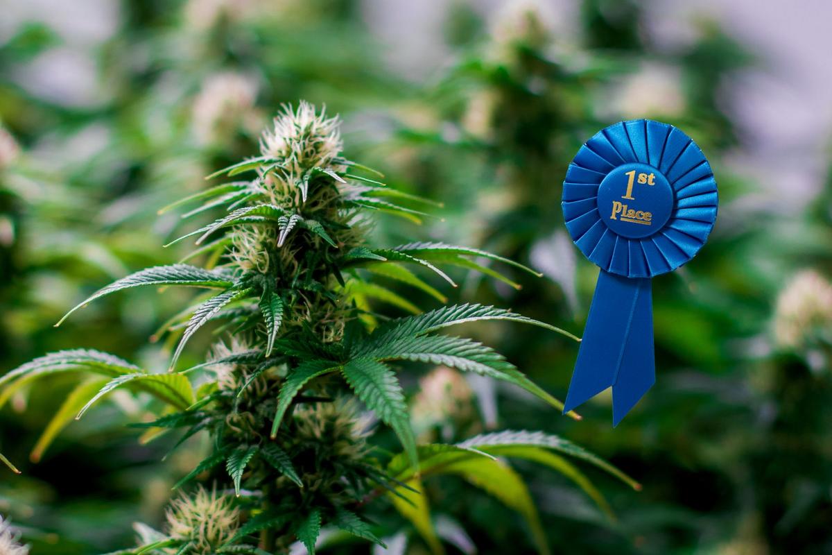 Michigan’s Biggest Crop Can’t Compete at the State Fair… Yet