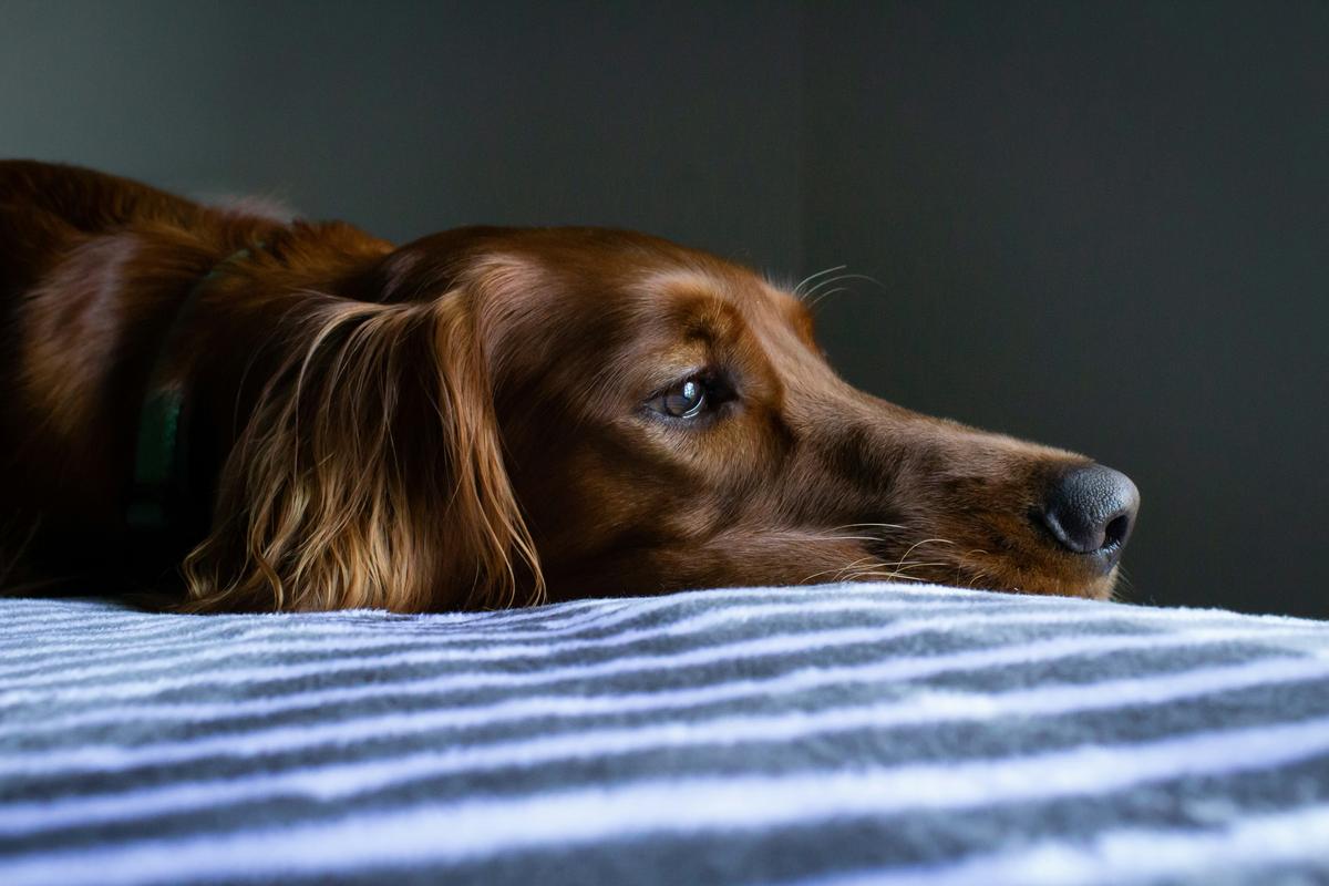 Best Ways To Help Your Pet Handle 4th of July Fireworks