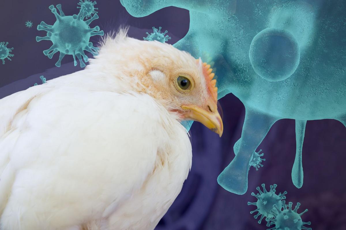 Muskegon Officials Issue Public Health Advisory After Large Bird Die-Off