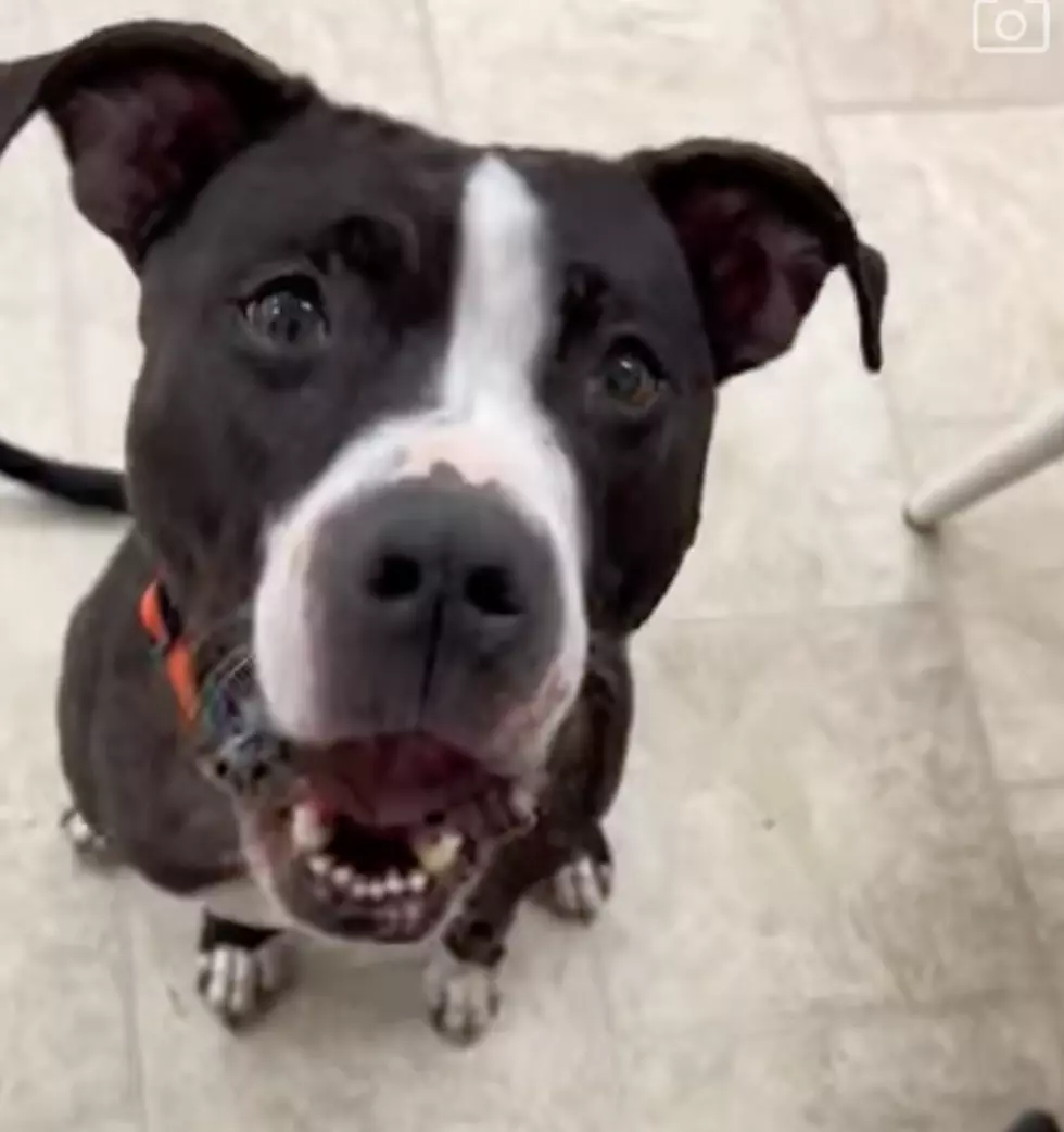 Friends of Michigan Animals Rescue via Facebook