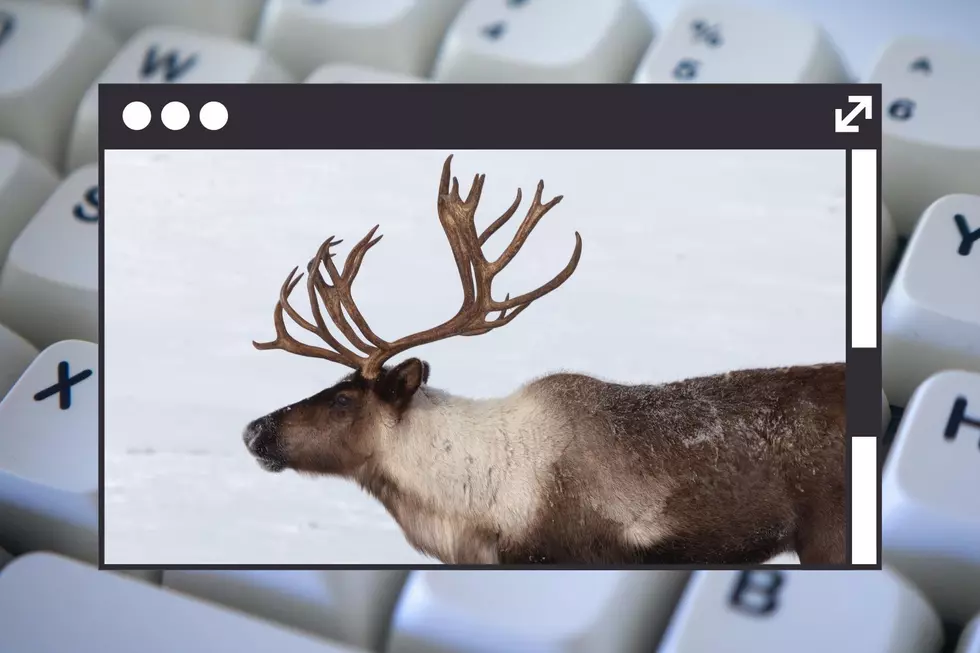 Gaylord Launches Live Webcam for One of Michigan’s Most Iconic Elk Herds