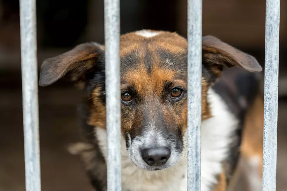 Michigan Shelter President Facing 10 Years After Stolen Donation Allegations