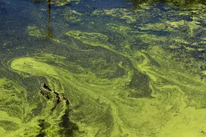 Harmful Algal Blooms Reported at 2 Major West Michigan Lakes