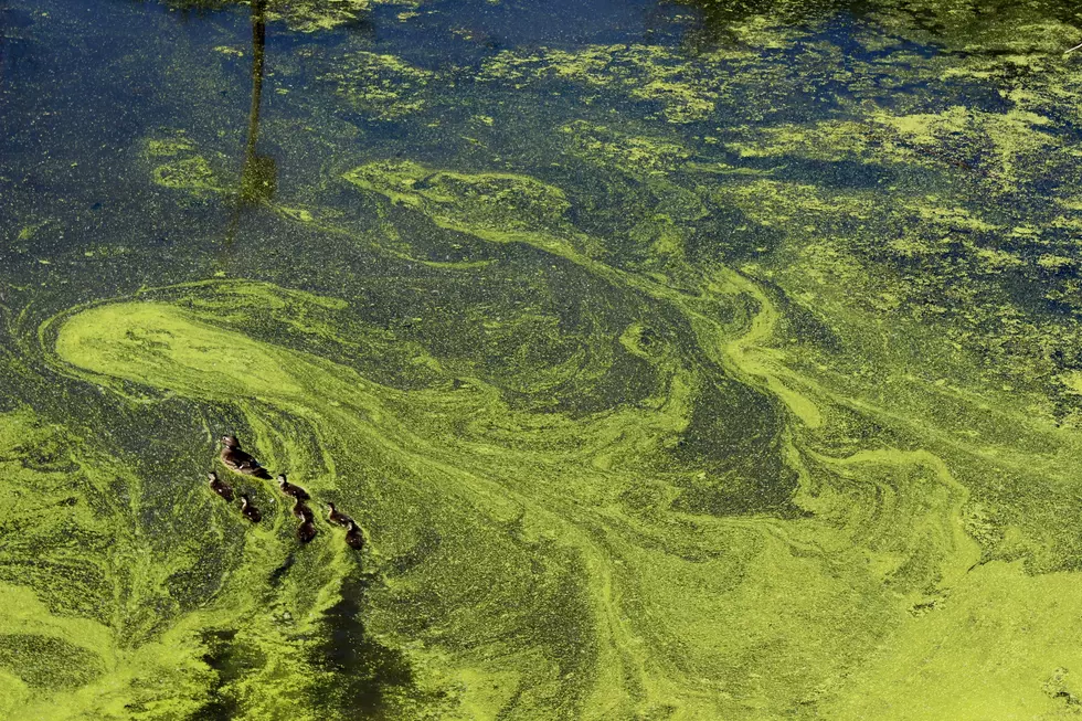 Harmful Algal Blooms Reported at 2 Major West Michigan Lakes