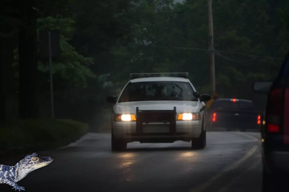 You’ll Never Guess What a Michigan Deputy Just Found in a Roadside Puddle