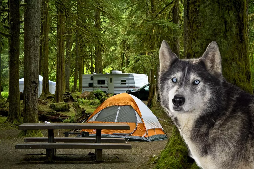 Dangerous Wolf Behavior Forces Campground Closure at Isle Royale National Park