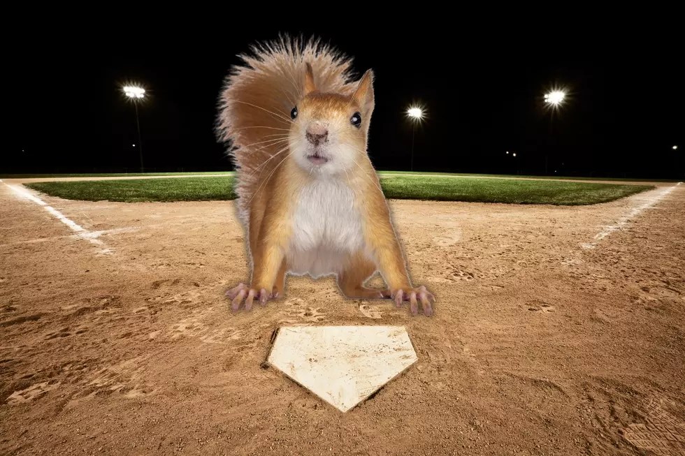 Hilarious Video Shows Ground Crew Chasing a Squirrel Across Comerica Park