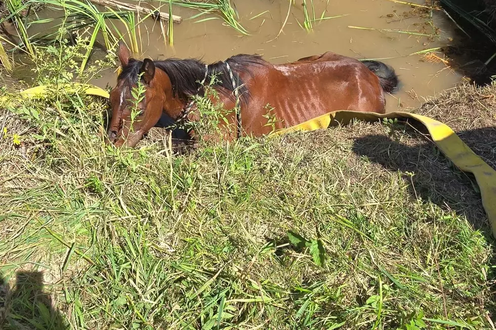Northern Michigan Firefighters Rescue Horse Trapped in Water Hole