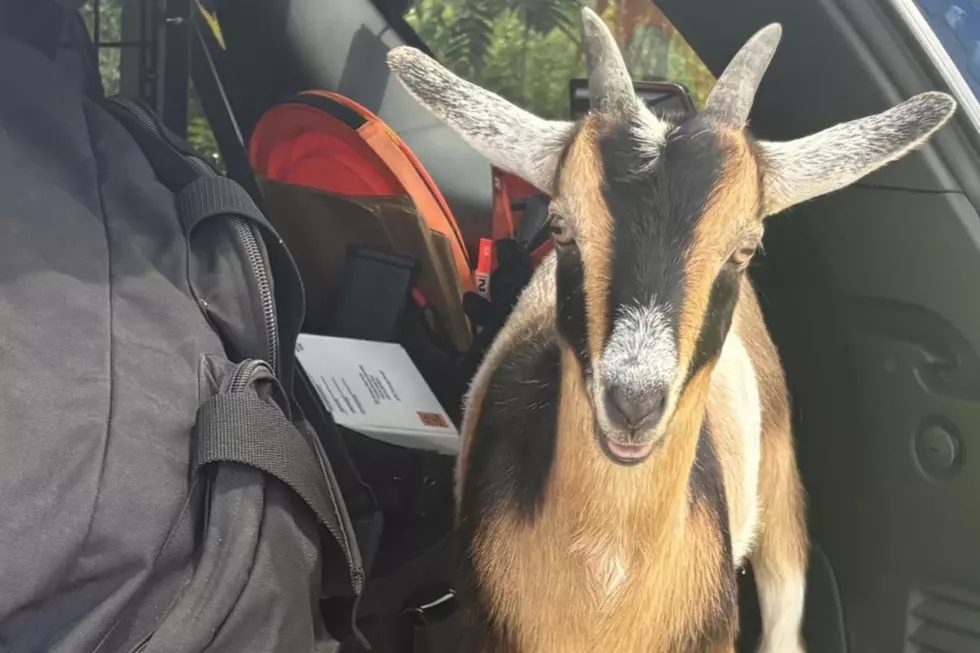 Michigan State Police K-9 Unit Gets Unexpected Backup From a Goat