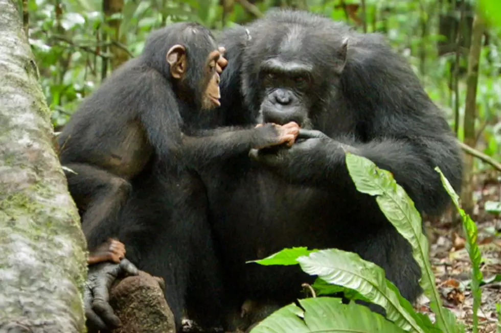 Is ‘Chimpanzee’ Political Propaganda?