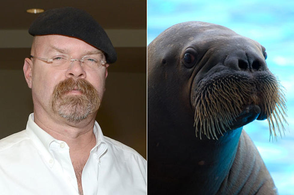 Jamie Hyneman + a Walrus &#8212; Dead Ringers?