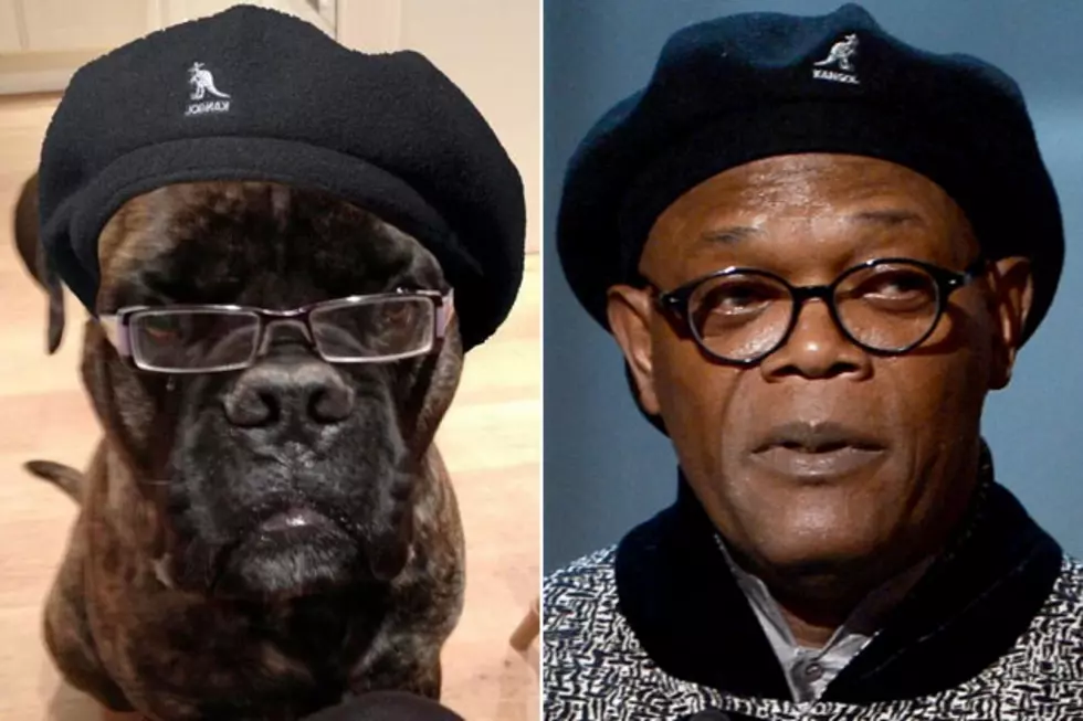 Samuel L. Jackson Dog Is Tired of All These Motherf&#8212;&#8212; Cats &#8212; Dead Ringers?